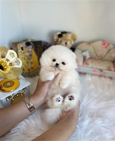 $400 : Teacup Pomeranian puppies sale image 2