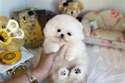 $400 : Teacup Pomeranian puppies sale thumbnail