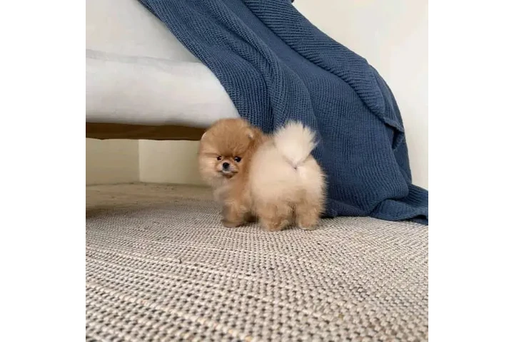 $750 : Xmas Pomeranian Puppie - Ready image 5