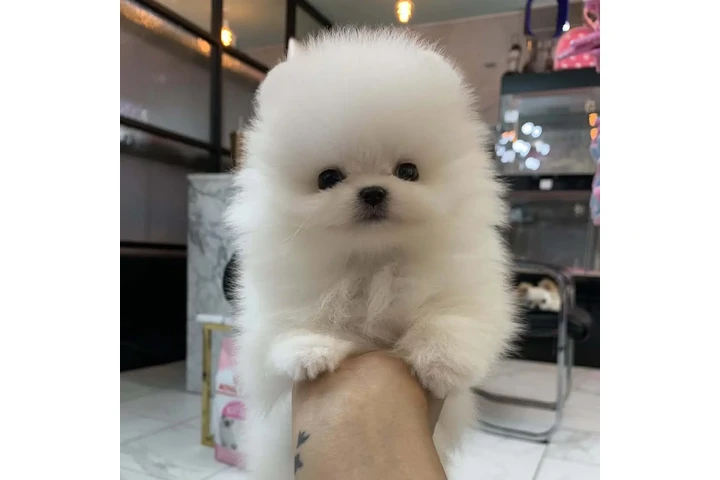 $350 : Pomerania en venta image 1