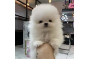 Pomerania en venta en Indianapolis