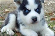 $100 : 4Playful Purebreed husky pups. thumbnail