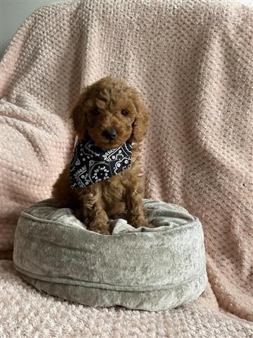 $300 : Cockapoo F1 girl ready now image 2