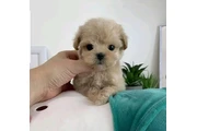 $350 : taza de té maltipoo cachorros thumbnail