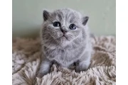 British Shorthair en Elizabeth