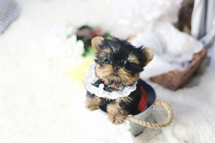 $350 : Yorkies a la venta image 2