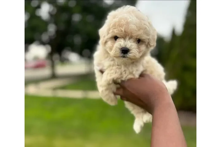 $350 : adorable Maltipoo image 1