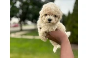 $350 : adorable Maltipoo thumbnail