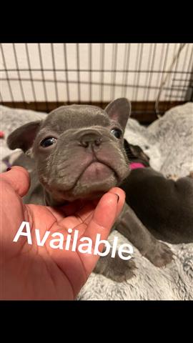 $3500 : French bulldogs image 7