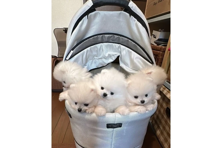 $350 : Cachorros Pomerania miniatura image 2