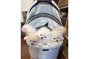 $350 : Cachorros Pomerania miniatura thumbnail