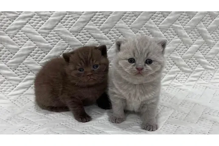 $240 : British Shorthair for sale image 2