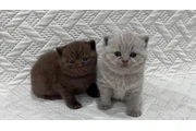 $240 : British Shorthair for sale thumbnail