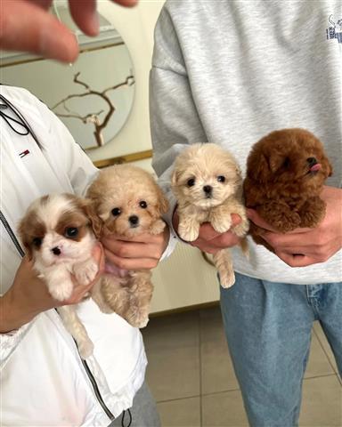 $350 : mini cachorros en venta image 1