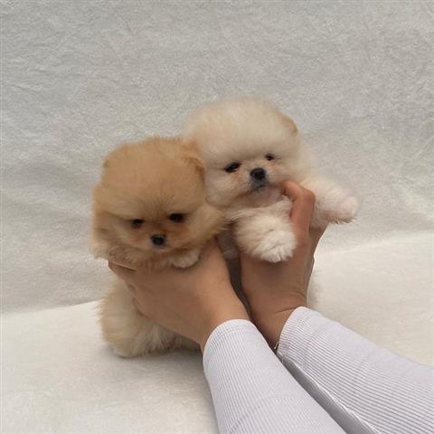$500 : Teacup Pomeranian puppies 🐶 image 2