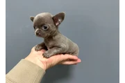 $350 : Cachorros de chihuahua thumbnail