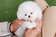 $250 : Pomeranian puppies thumbnail