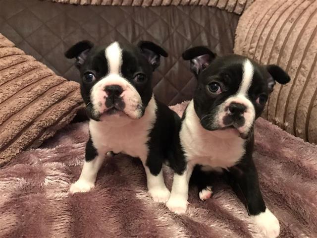 $500 : Boston terrier puppies image 1