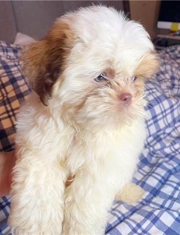 $500 : Shih tzu puppies for adoption image 3