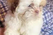 $500 : Shih tzu puppies for adoption thumbnail