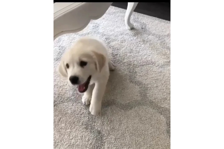 $500 : Golden retriever pups pairs image 1