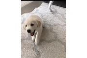 Golden retriever pups pairs en Baltimore