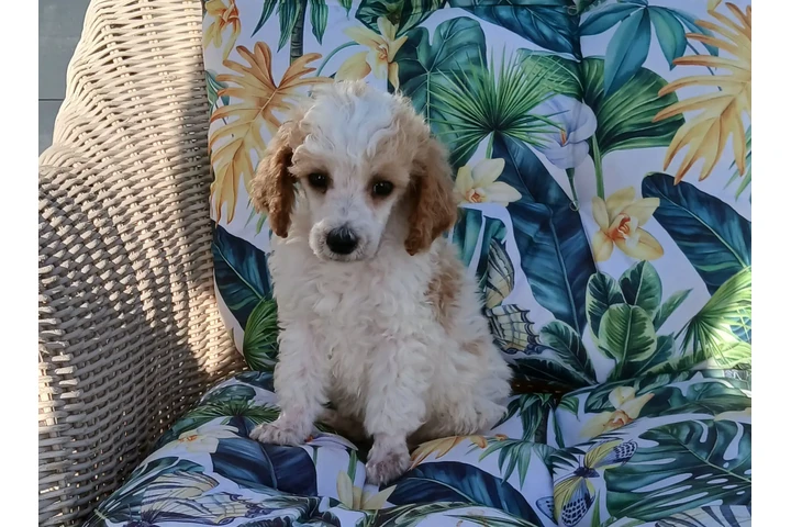 $750 : Standard poodle 🐩 image 1