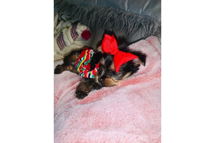 $100 : Adopt yorkie puppies Xmas gift image 1