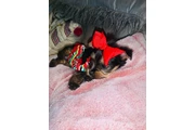 Adopt yorkie puppies Xmas gift en Kansas City MO