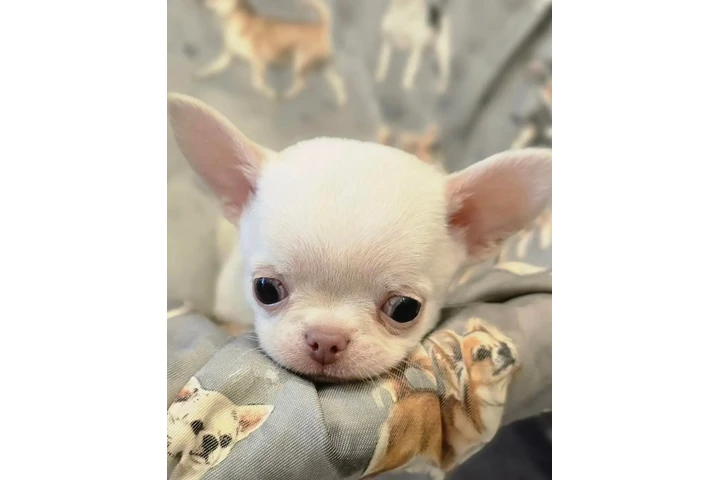 $350 : Cachorros Shih Tzu taza de té image 2