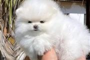 $300 : POMERANIAN PUPPIES and French thumbnail