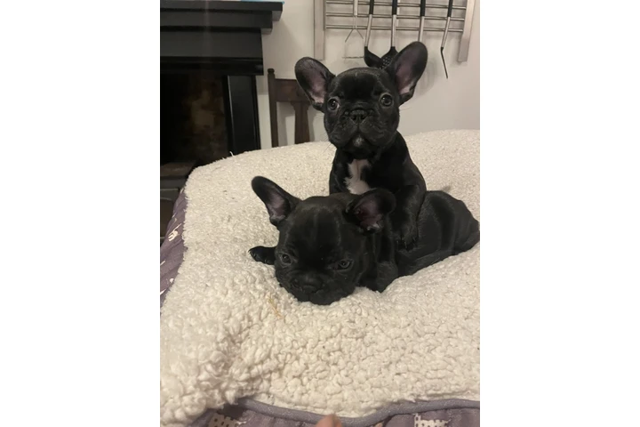 $500 : Cachorros Bulldog Francés image 1