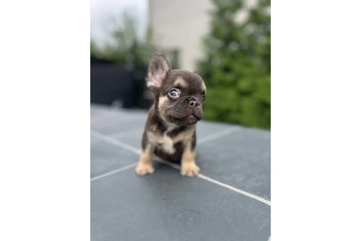 $2500 : AKC French Bulldog Puppy image 1