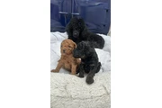 Stunning Toy Poodle pup's en Jackson