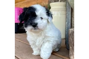 Smart Havanese puppies en Los Angeles