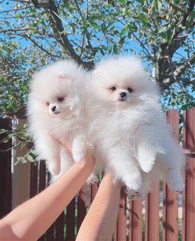 $500 : Pomeranian puppies image 1