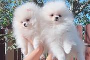 Pomeranian puppies en New York