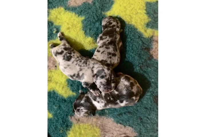 $350 : Cachorros Bulldog Francés image 1