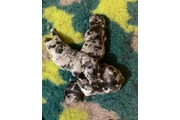 Cachorros Bulldog Francés en Miami