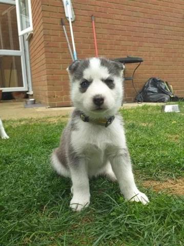 Cachorros de husky siberiano p image 1