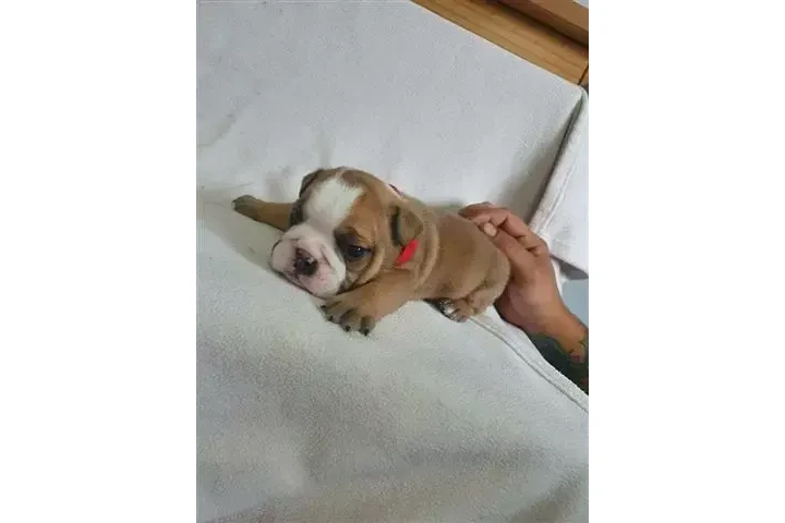 $650 : Cachorros bulldogs ingles image 2