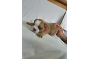 $650 : Cachorros bulldogs ingles thumbnail