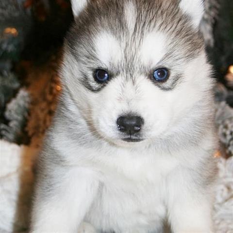 $500 : Cachorros de Siberian image 2