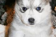 $500 : Cachorros de Siberian thumbnail