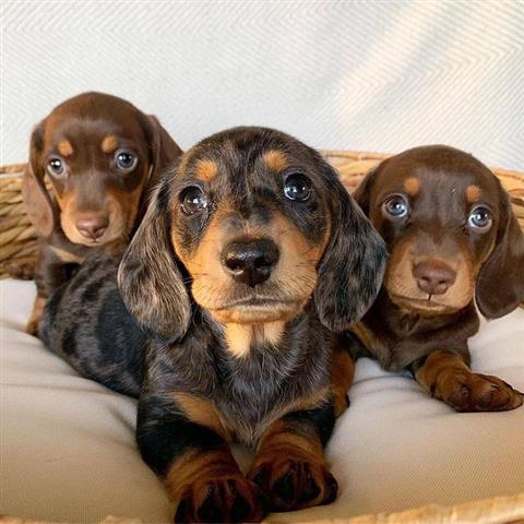 $500 : Cute dachshund puppy for sale image 1