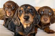 Cute dachshund puppy for sale