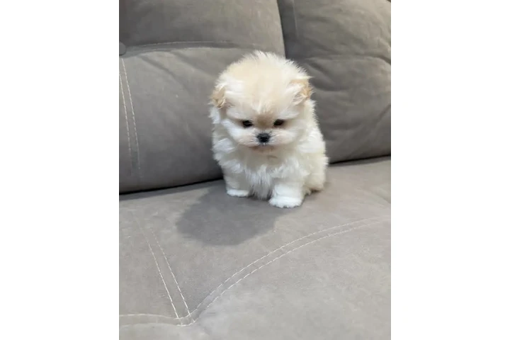 $350 : Pomerania macho y hembra image 1