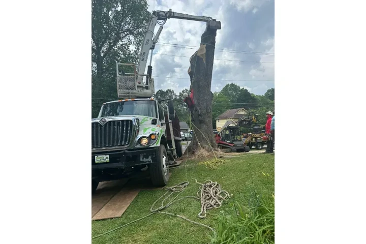 Mora's Tree Service LLC image 7
