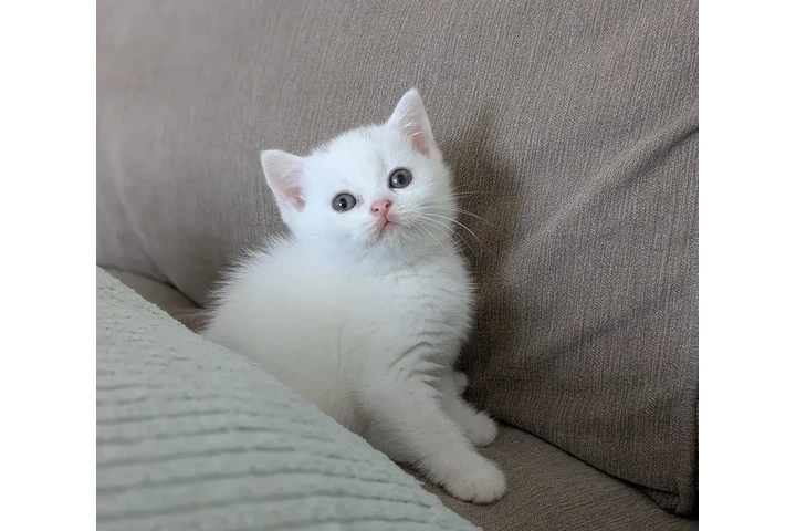 $200 : British shorthair for sale image 1