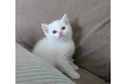 $200 : British shorthair for sale thumbnail
